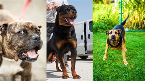 Most Aggressive Dogs