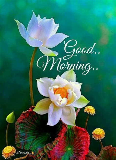 Most Beautiful Good Morning Lotus Flowers Images With Good Morning With Flowers Quotes - Good Morning With Flowers Quotes