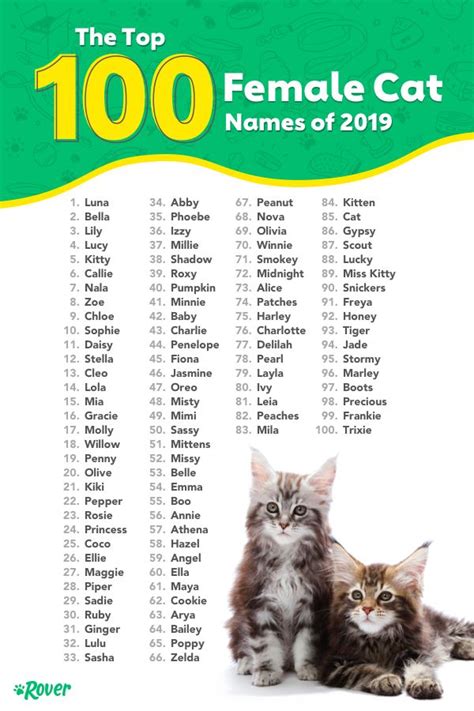 most popular names for girl cats