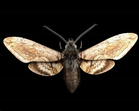 Moth 3d Model