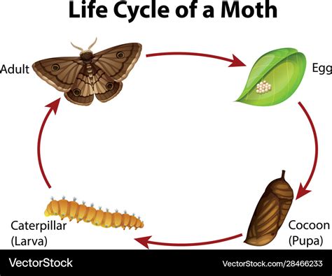 Moth Anatomy Amp Life Cycle Diagram Animal Corner Life Cycle Of A Moth - Life Cycle Of A Moth