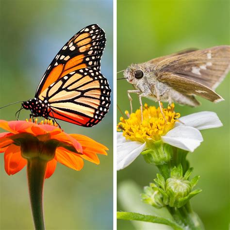 Moth And Butterfly
