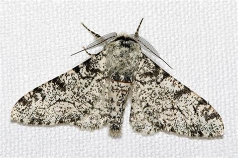 Moth Definition Characteristics Amp Behavior Britannica Life Cycle Of A Moth - Life Cycle Of A Moth