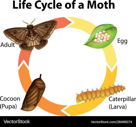 Moth Life Cycle Facts Stages Reproduction Pictures Life Cycle Of A Moth - Life Cycle Of A Moth