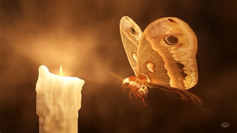 Moth The Flame