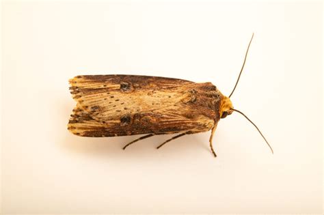 moth to a flame part 2 ashley antoinette