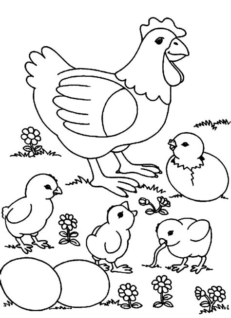 Mother Hen And Baby Chicks Coloring Page Baby Chickens Coloring Pages - Baby Chickens Coloring Pages