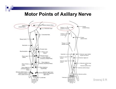 Motor Points Of Upper Limb