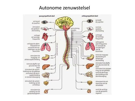 motorische zenuwen betekenis