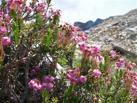 mountain flora