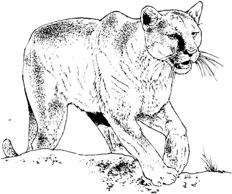 Mountain Lion Free Printable Coloring Page Mountain Animal Coloring Pages - Mountain Animal Coloring Pages