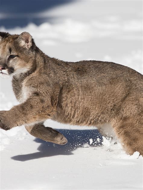 mountain lions born