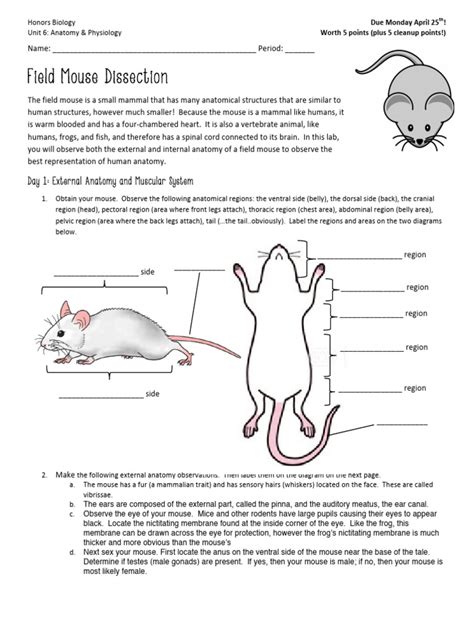 Mouse Dissection Lab Report