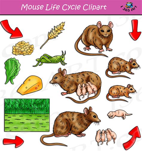Mouse Life Cycle Clipart Set Download Clipart 4 Life Cycle Of A Mouse - Life Cycle Of A Mouse