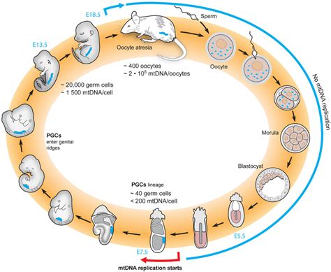 Mouse Life Cycle Reproduction Rates Amp Life Stages Life Cycle Of A Mouse - Life Cycle Of A Mouse