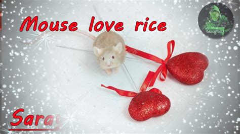 mouse love rice nhaccuatui