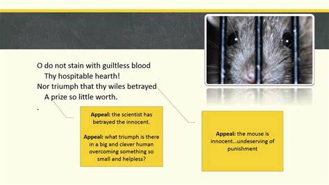 Mouses Petition Analysis