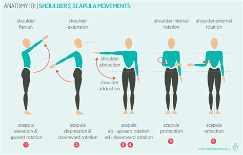 Movements At The Shoulder