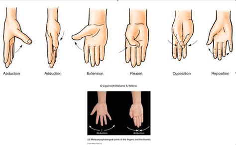 Movements Of Thumb