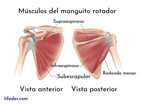 movimientos del hombro y sus musculos pdf