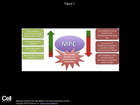 mpc terms and conditions