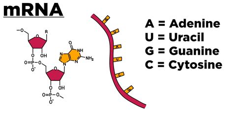 Mrna Bases