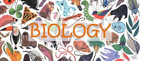 Mrs Holes Website Biology Introduction To Biology Worksheet - Introduction To Biology Worksheet