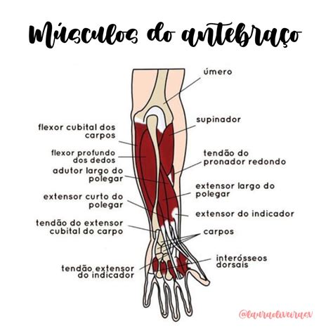 Músculo Do Antebraço