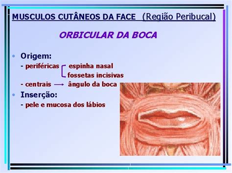 Músculos Da Cabeça