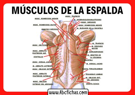 Músculos De La Espalda