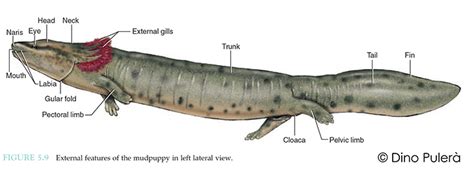 Full Download Mudpuppy Dissection Guide 