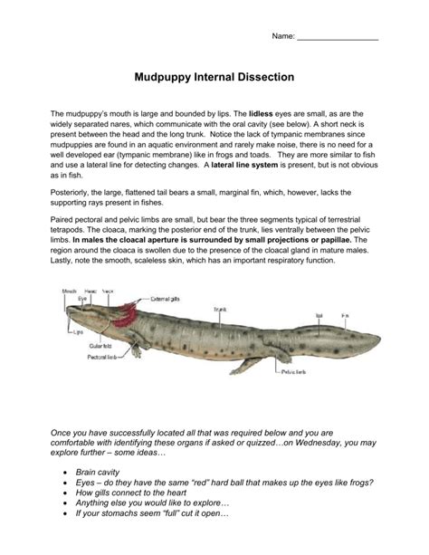 Full Download Mudpuppy Dissection Guide 