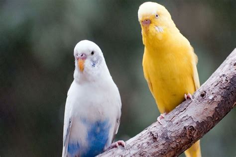 muhabbet kuşları? neden birbirini gagalar