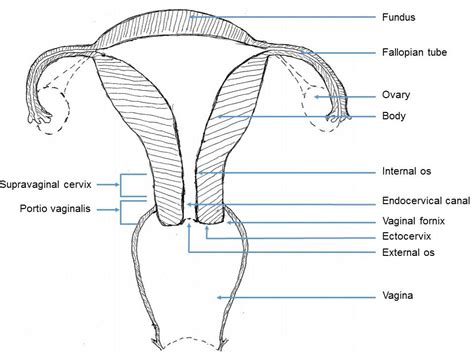 mukosa vagina