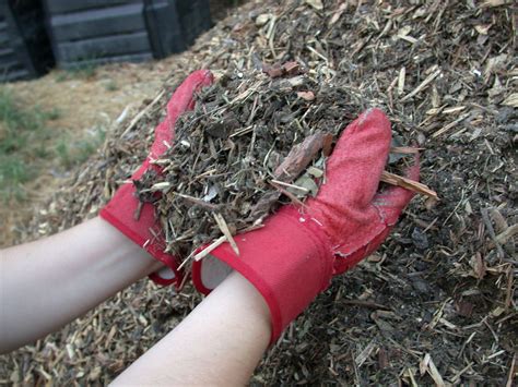 mulching - Wiktionary