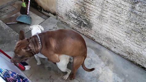 Mulher Tranzando Com Animais