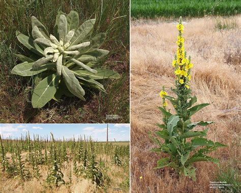 mullein invasive plant