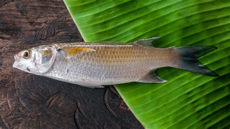 Mullet The Fish