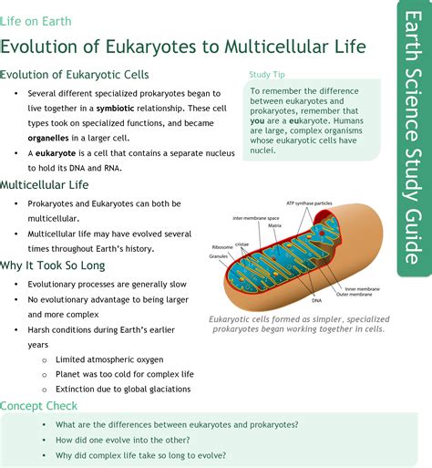 Read Online Multicellular Life Study Guide 
