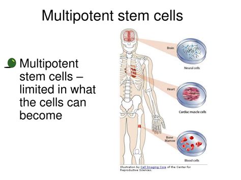 Multiipotent Definition Biology