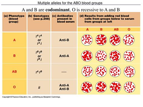 Multiple Alleles Abo Blood Types And Punnett Squares Codominance Worksheet Blood Types Answers - Codominance Worksheet Blood Types Answers