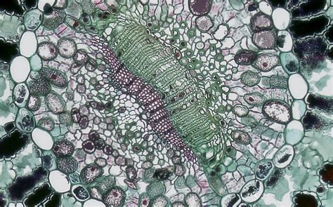 multiseluler | Mengenal Perbedaan Organisme Uniseluler dan Multiseluler