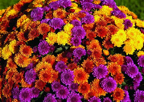 mum colors