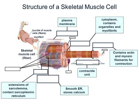 Muscle Cell Labeled