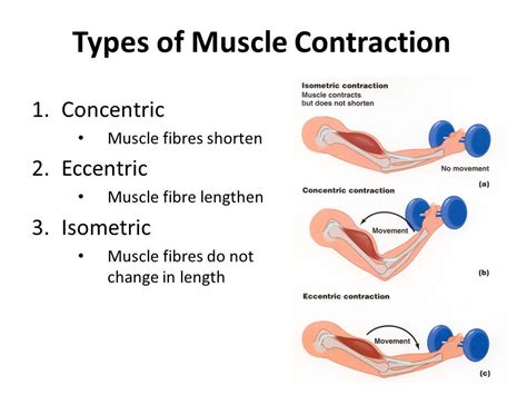 Muscle Contraction Types K Kamui Com Negative Contractions Worksheet - Negative Contractions Worksheet