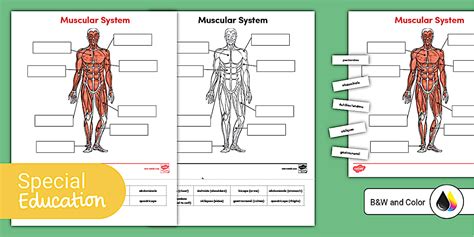 Muscle Labeling Game
