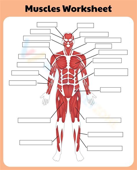 Muscle Labelling Activity Resource Muscular System Label Twinkl Label The Muscular System Worksheet - Label The Muscular System Worksheet