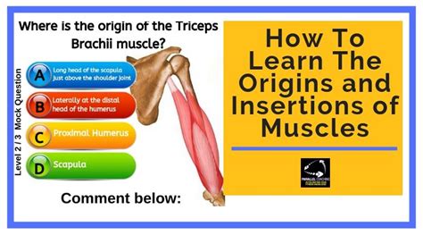 Muscle Origin And Insertion Study Guide