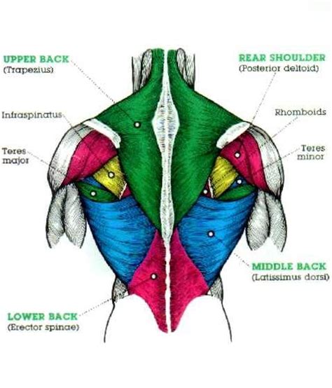 Muscles At Back