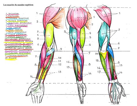 Muscles Du Bras